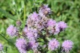 Cirsium setosum. Соцветия с фуражирующей пчелой. Восточный Казахстан, Уланский р-н, окр. с. Украинка, луг. 13.07.2008.