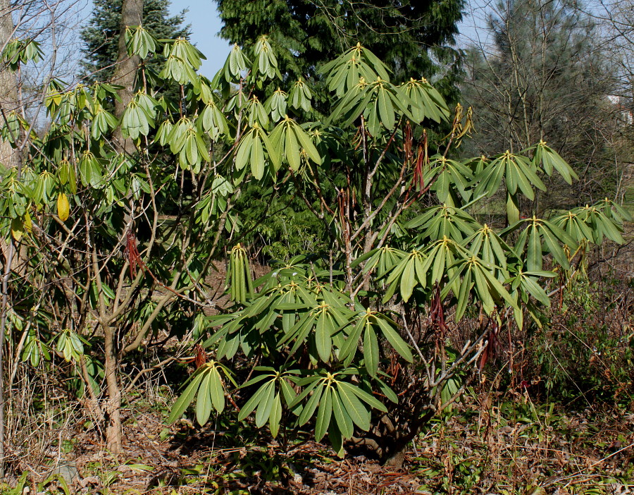 Изображение особи Rhododendron macrophyllum.