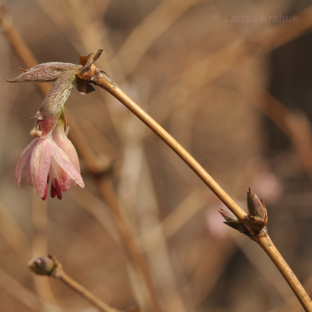 Image of Lonicera praeflorens specimen.