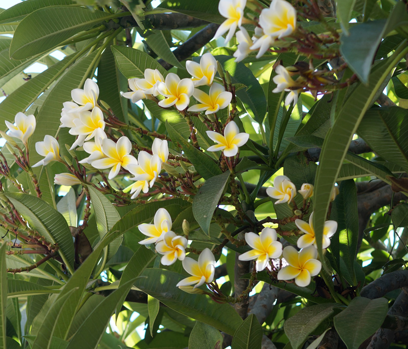 Image of Plumeria rubra var. acutifolia specimen.