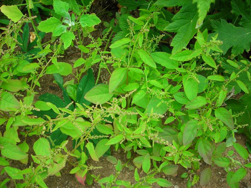 Image of Lipandra polysperma specimen.