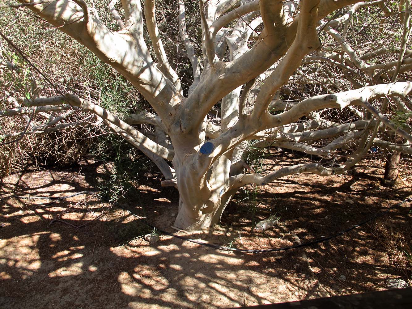 Image of Bursera hindsiana specimen.