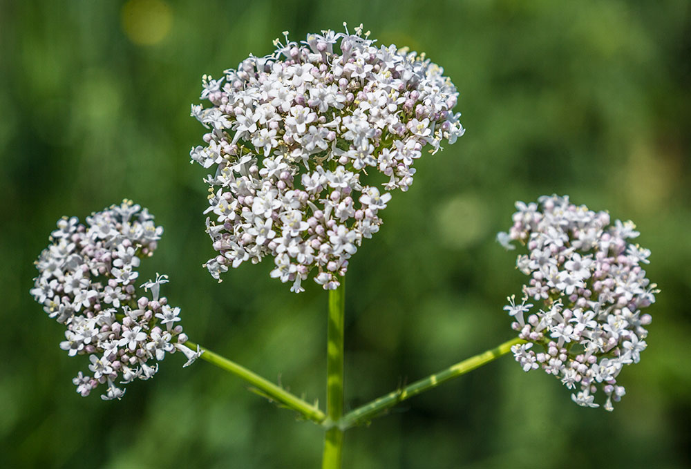 Изображение особи род Valeriana.