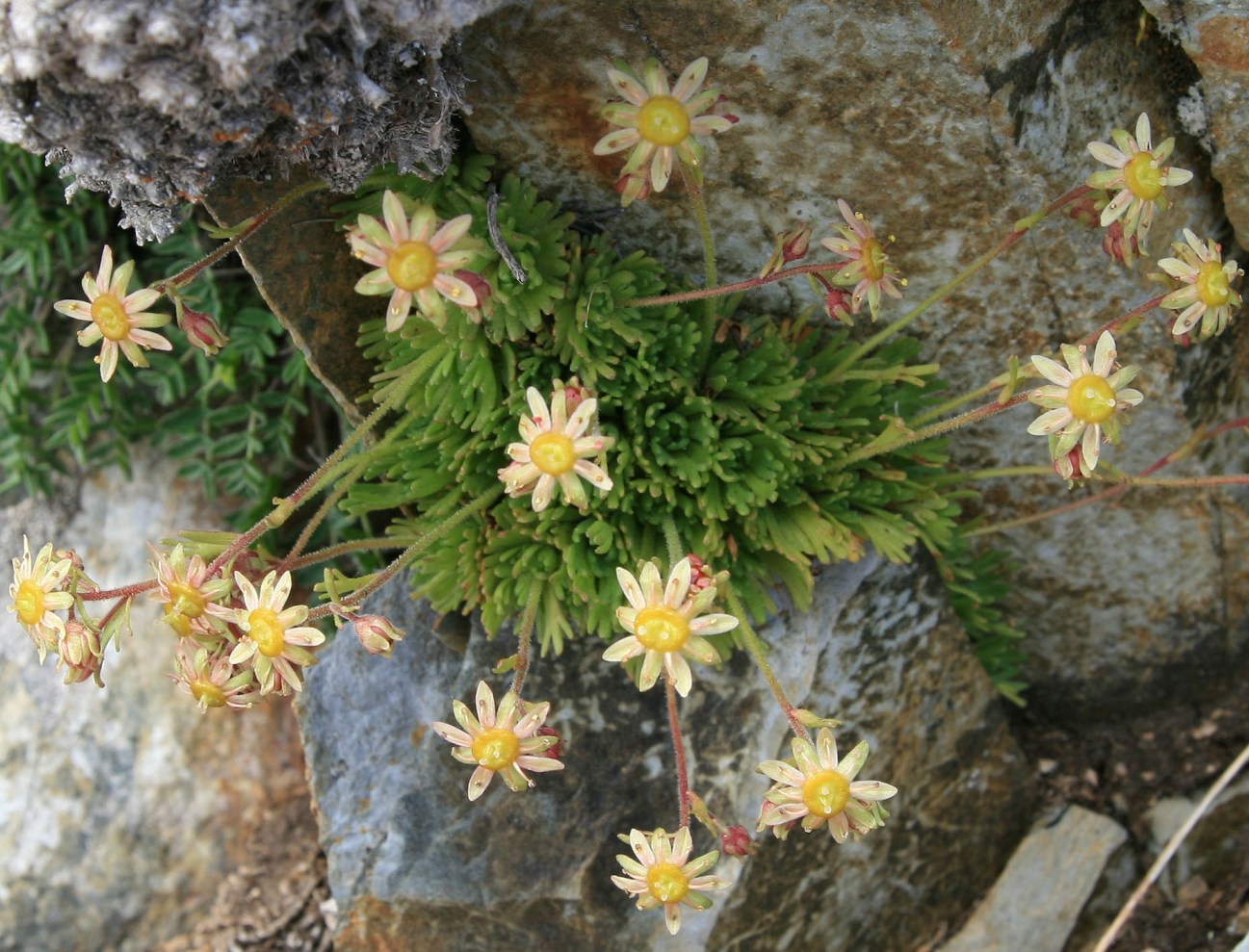 Image of Saxifraga moschata specimen.