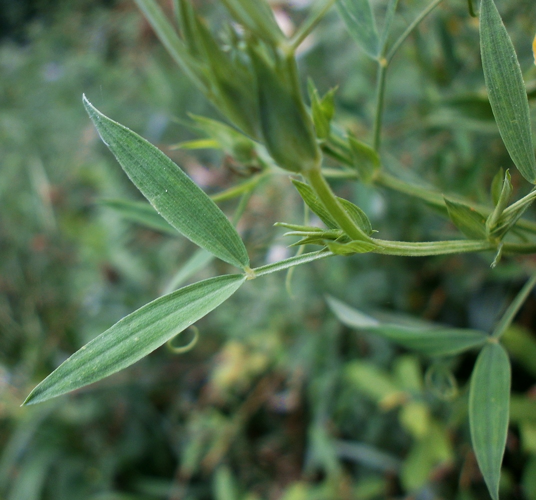 Image of Lathyrus pratensis specimen.