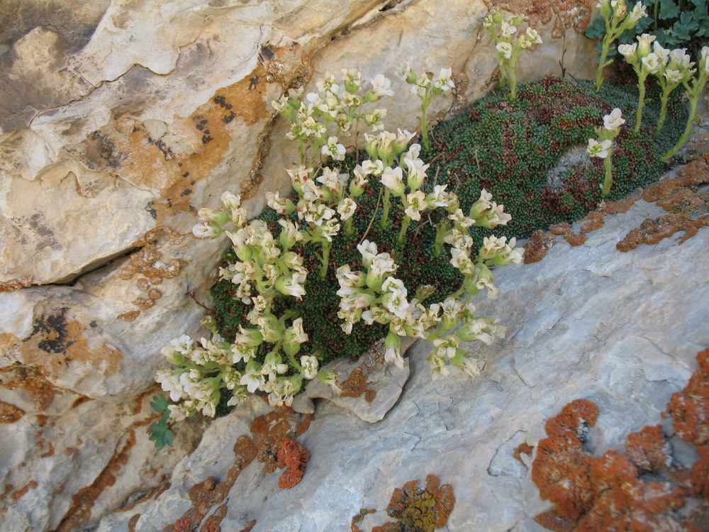 Image of Saxifraga alberti specimen.