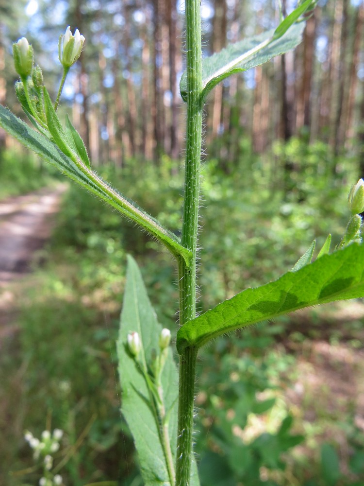 Image of Arabis pendula specimen.