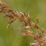 Trisetum flavescens. Часть соплодия. Ленинградская обл., Волосовский р-н, окр. дер. Большое Заречье, сырой луг на известняке. 26.07.2014.