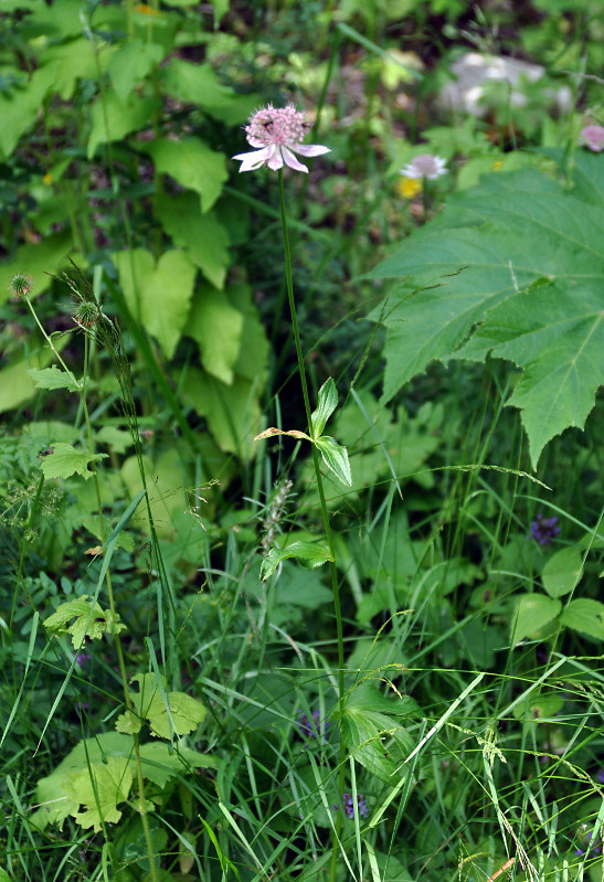 Image of Astrantia maxima specimen.