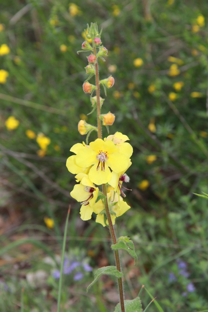 Image of Verbascum spectabile specimen.