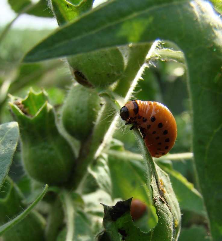 Изображение особи Hyoscyamus niger.