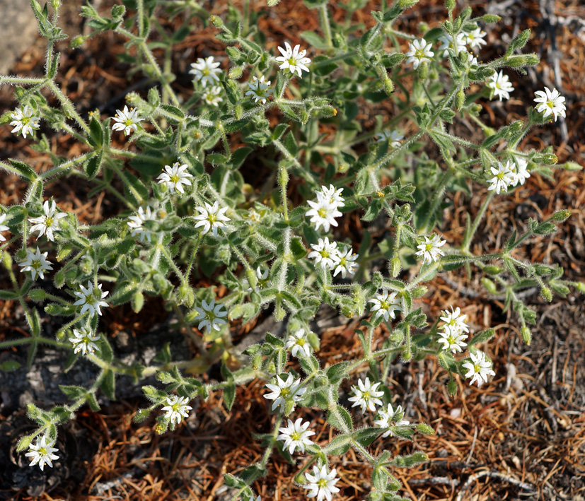 Image of Stellaria dichotoma specimen.