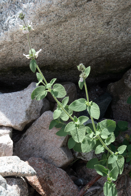 Image of Stachys hissarica specimen.