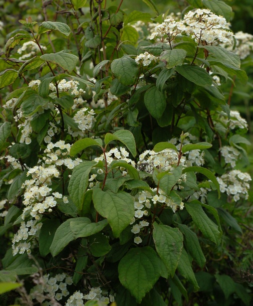 Image of Deutzia parviflora specimen.