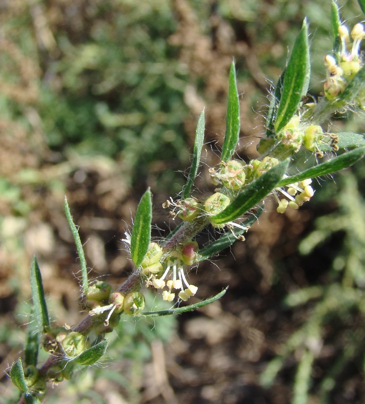 Image of Bassia scoparia specimen.