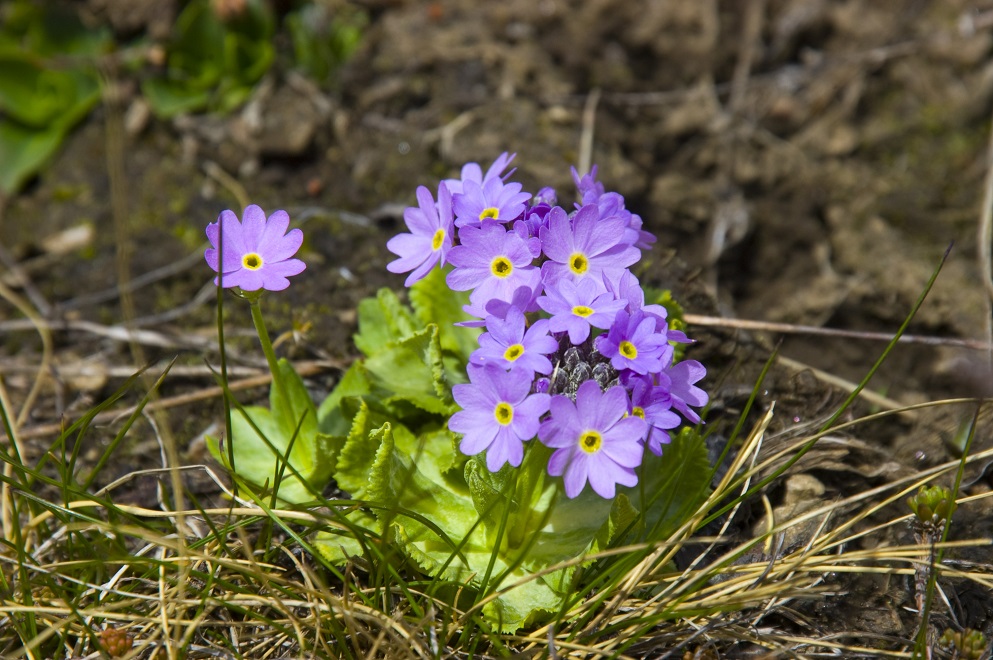 Image of Primula algida specimen.