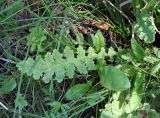 Pedicularis sceptrum-carolinum