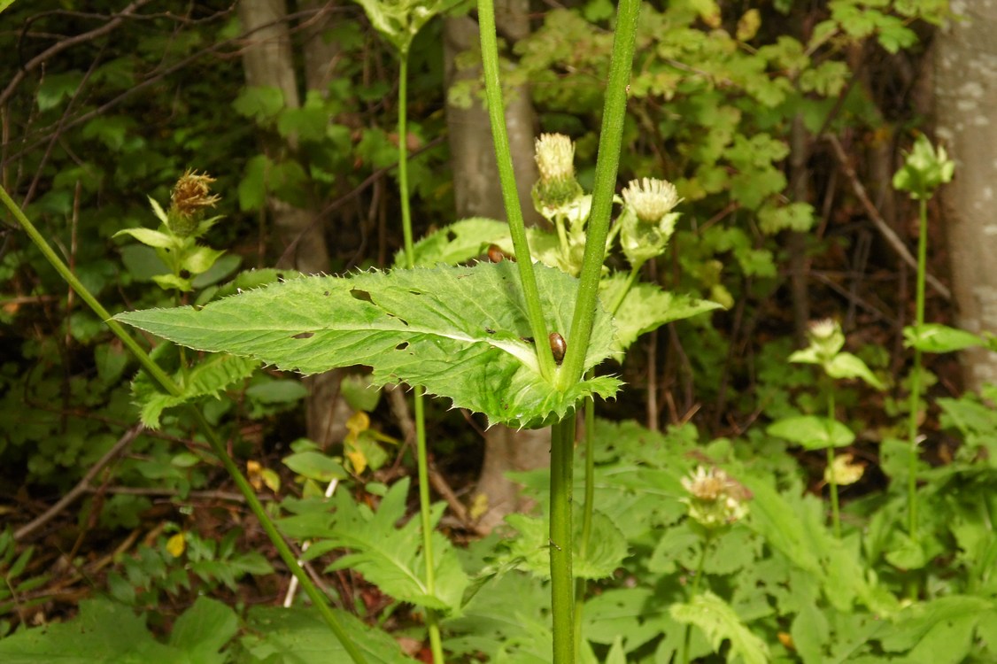 Изображение особи Cirsium oleraceum.