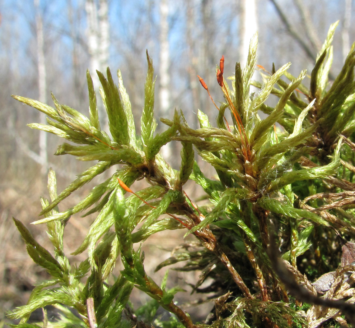 Image of Climacium dendroides specimen.