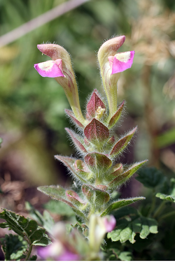 Image of Scutellaria adsurgens specimen.