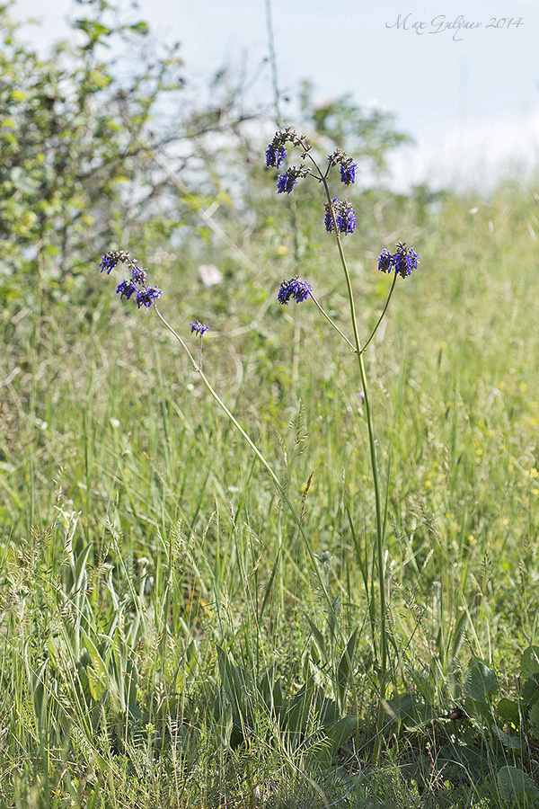 Изображение особи Salvia nutans.