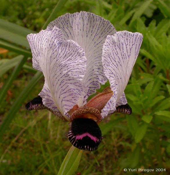 Изображение особи Iris medwedewii.