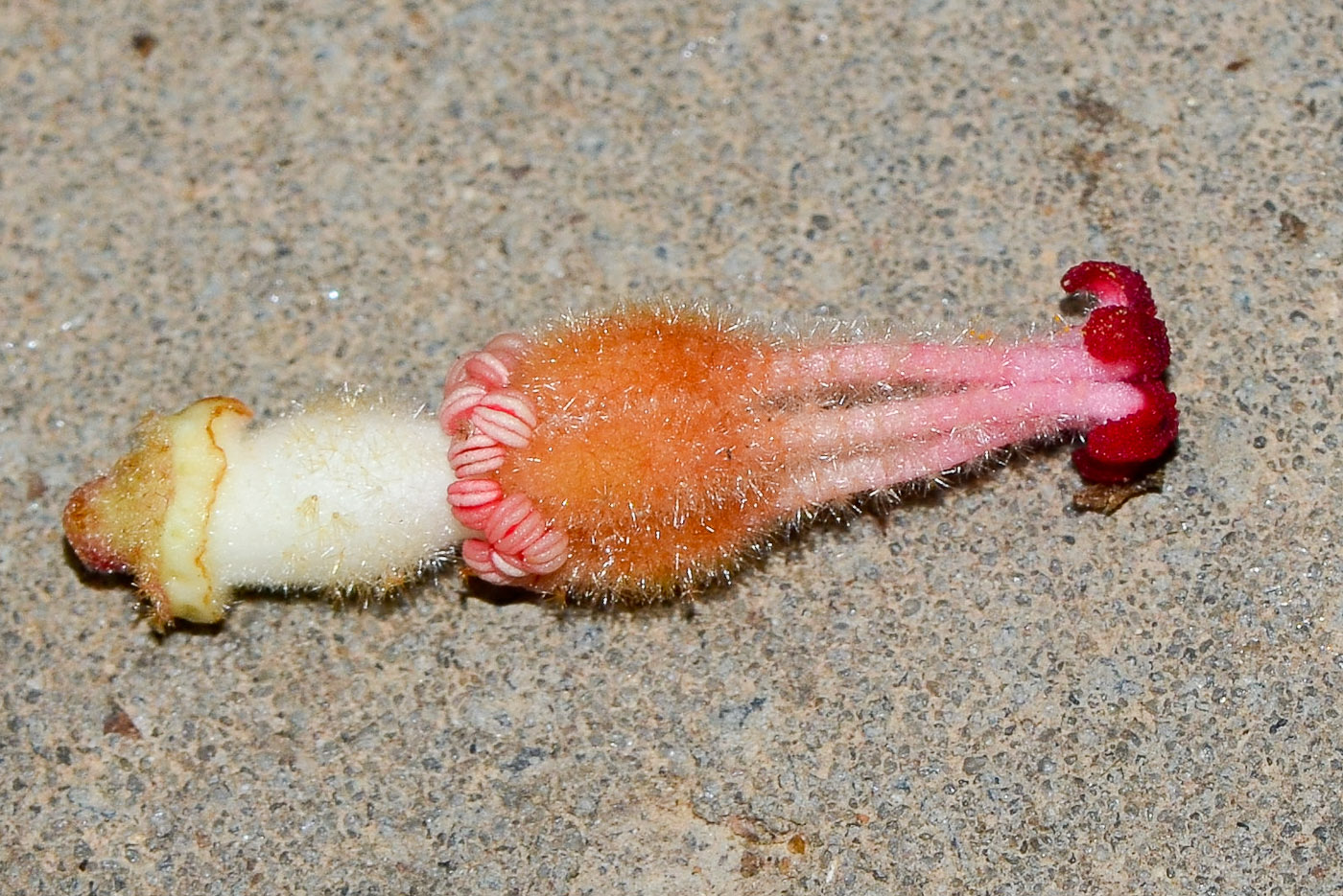 Image of Brachychiton bidwillii specimen.