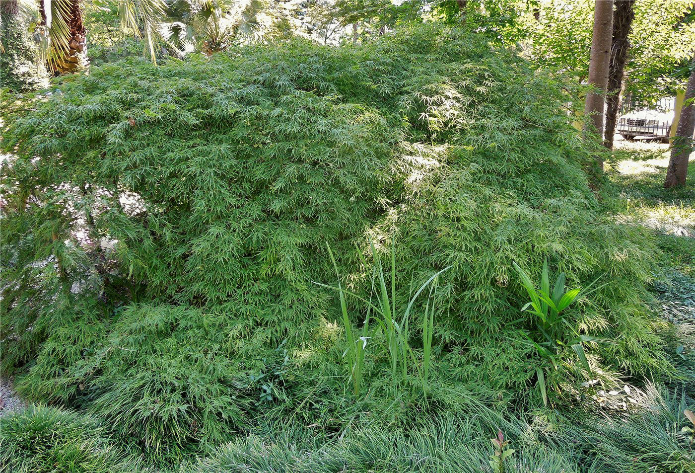 Image of Acer palmatum specimen.