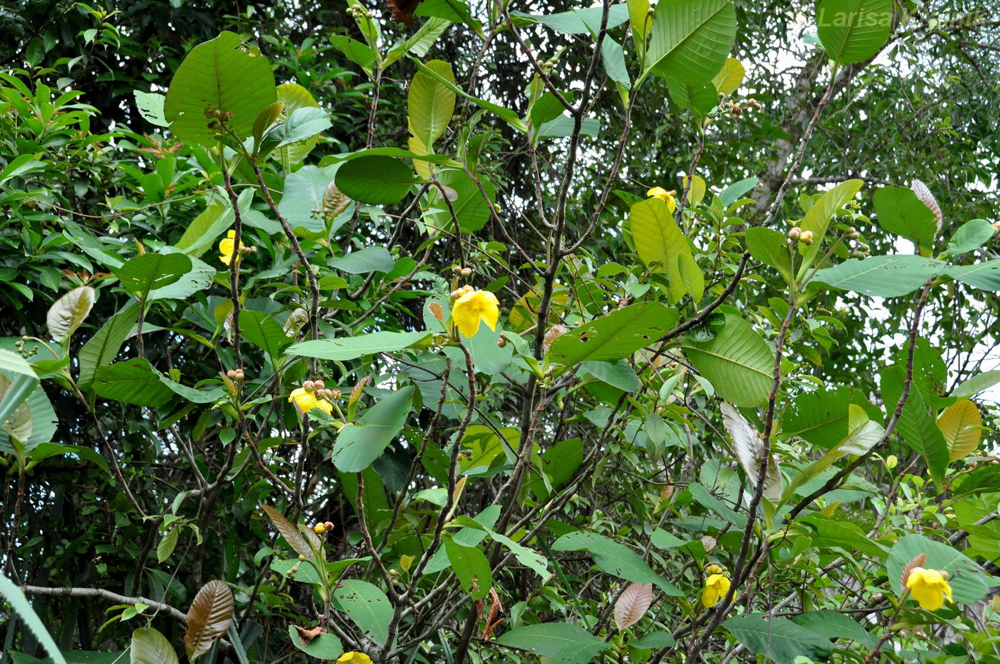 Image of Dillenia suffruticosa specimen.