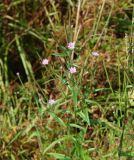 Epilobium palustre. Верхушка цветущего растения. Иркутская обл., Иркутский р-н, окр. с. Смоленщина. 09.08.2015.