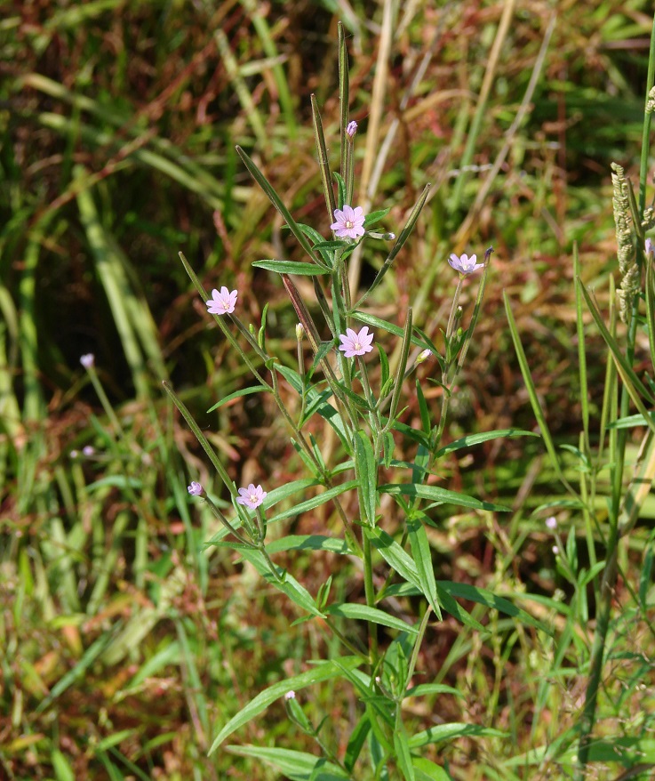 Image of Epilobium palustre specimen.