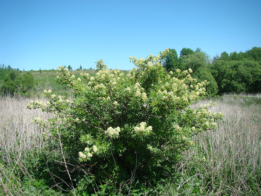 Изображение особи Sambucus racemosa.