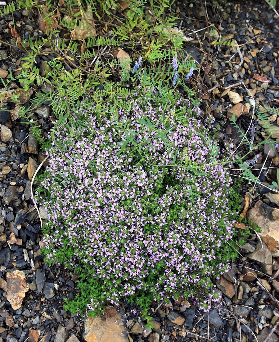 Image of Thymus nervulosus specimen.