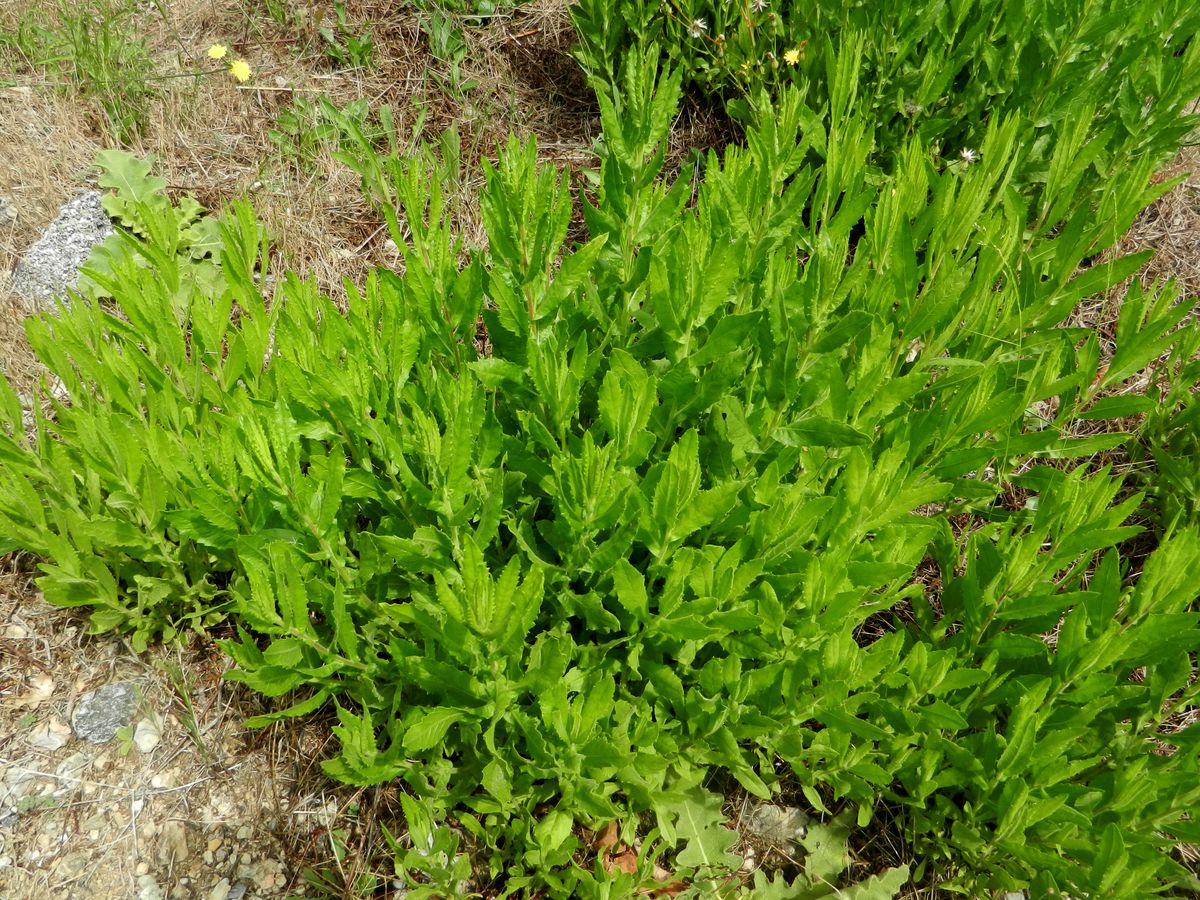 Image of Cardaria draba specimen.