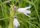 Campanula latifolia. Верхушка побега с цветками. Ленинградская обл., Волосовский р-н, окр. дер. Редкино, пойменный высокотравный берег р. Вруда. 12.07.2015.