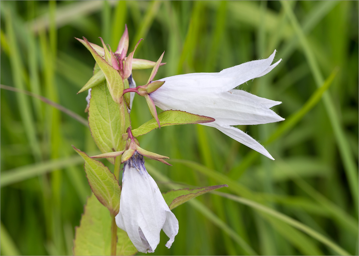 Image of Campanula latifolia specimen.