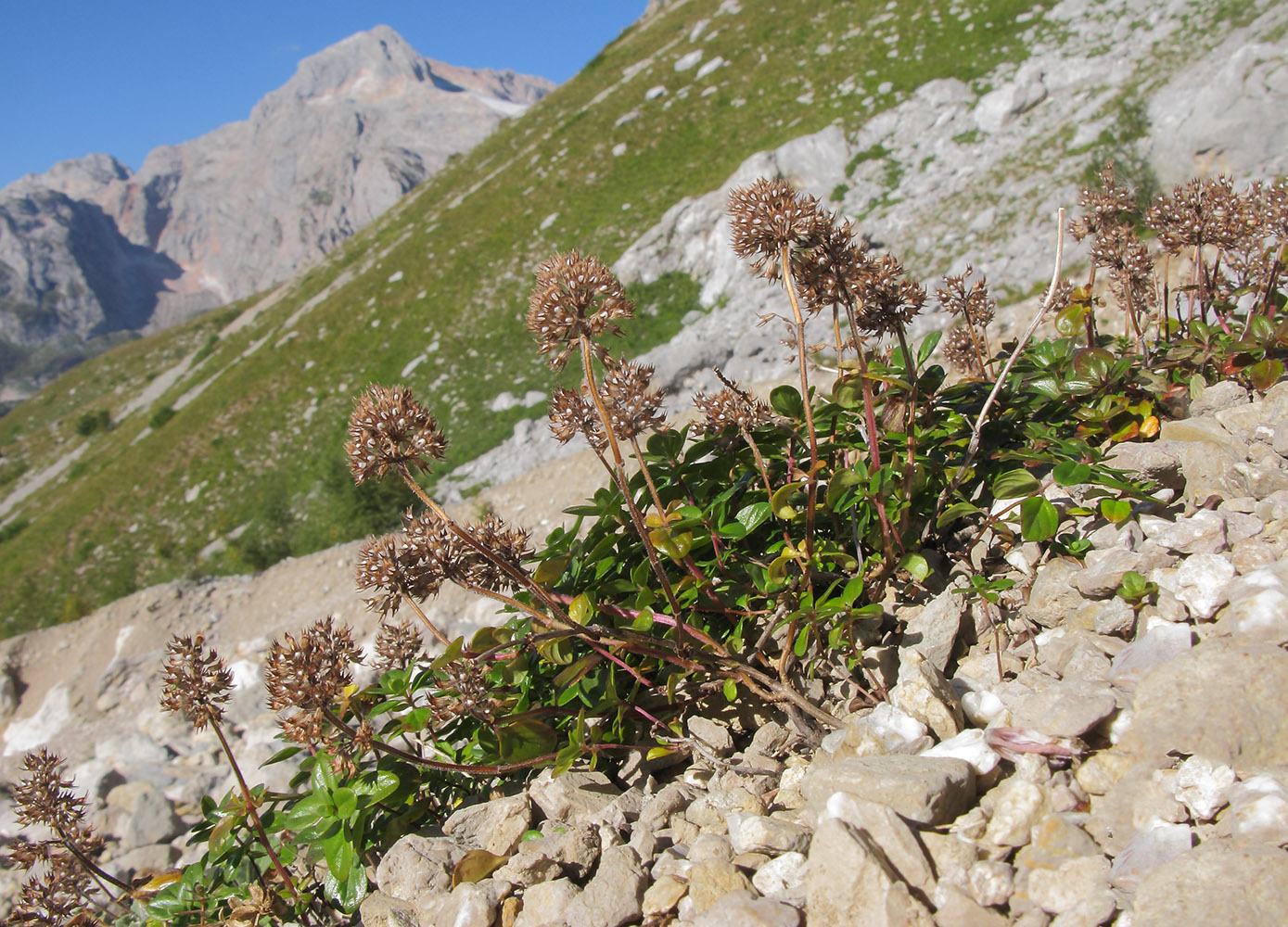 Изображение особи Thymus nummularius.