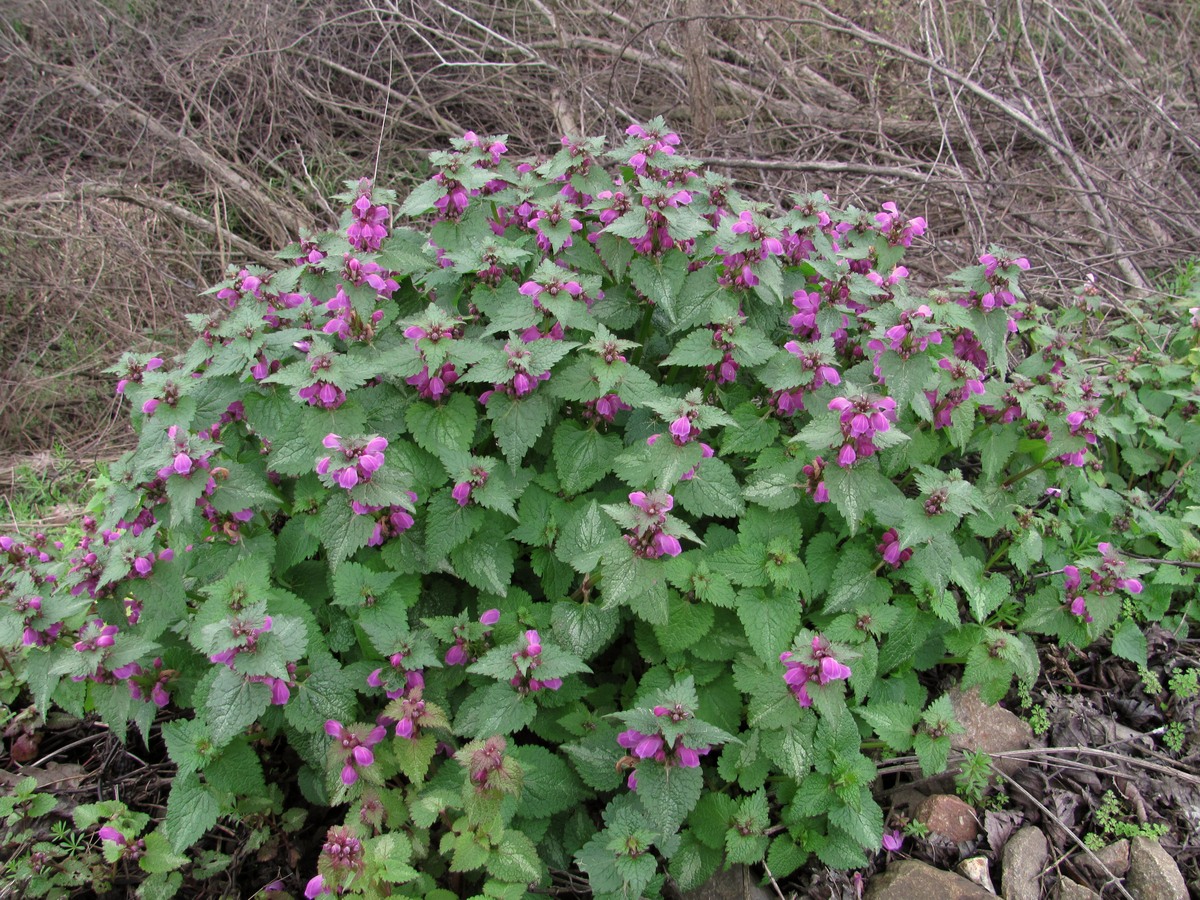 Image of Lamium maculatum specimen.