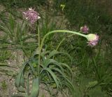 Allium cyrilli