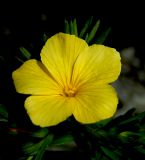 Linum nodiflorum