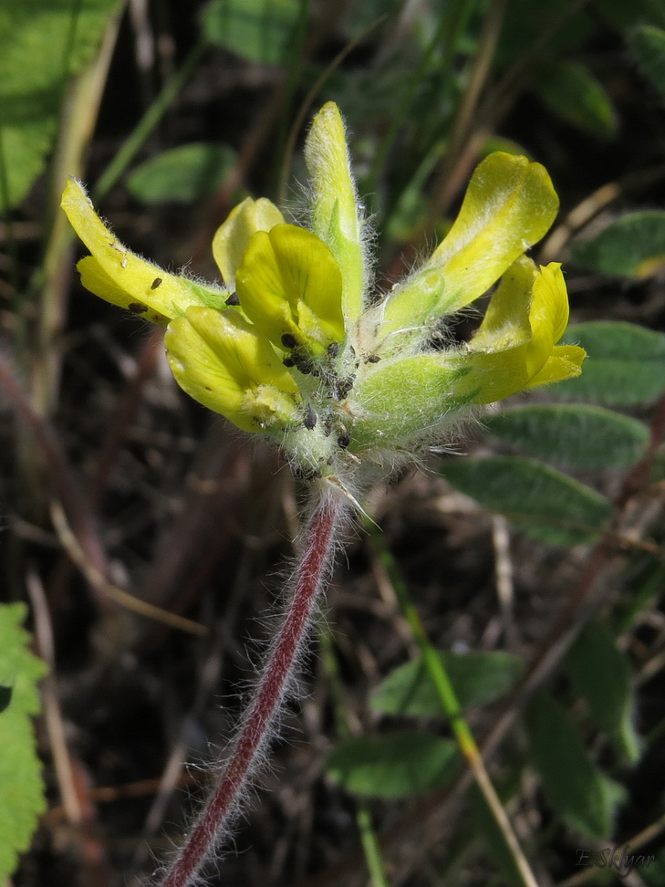 Image of Astragalus dasyanthus specimen.