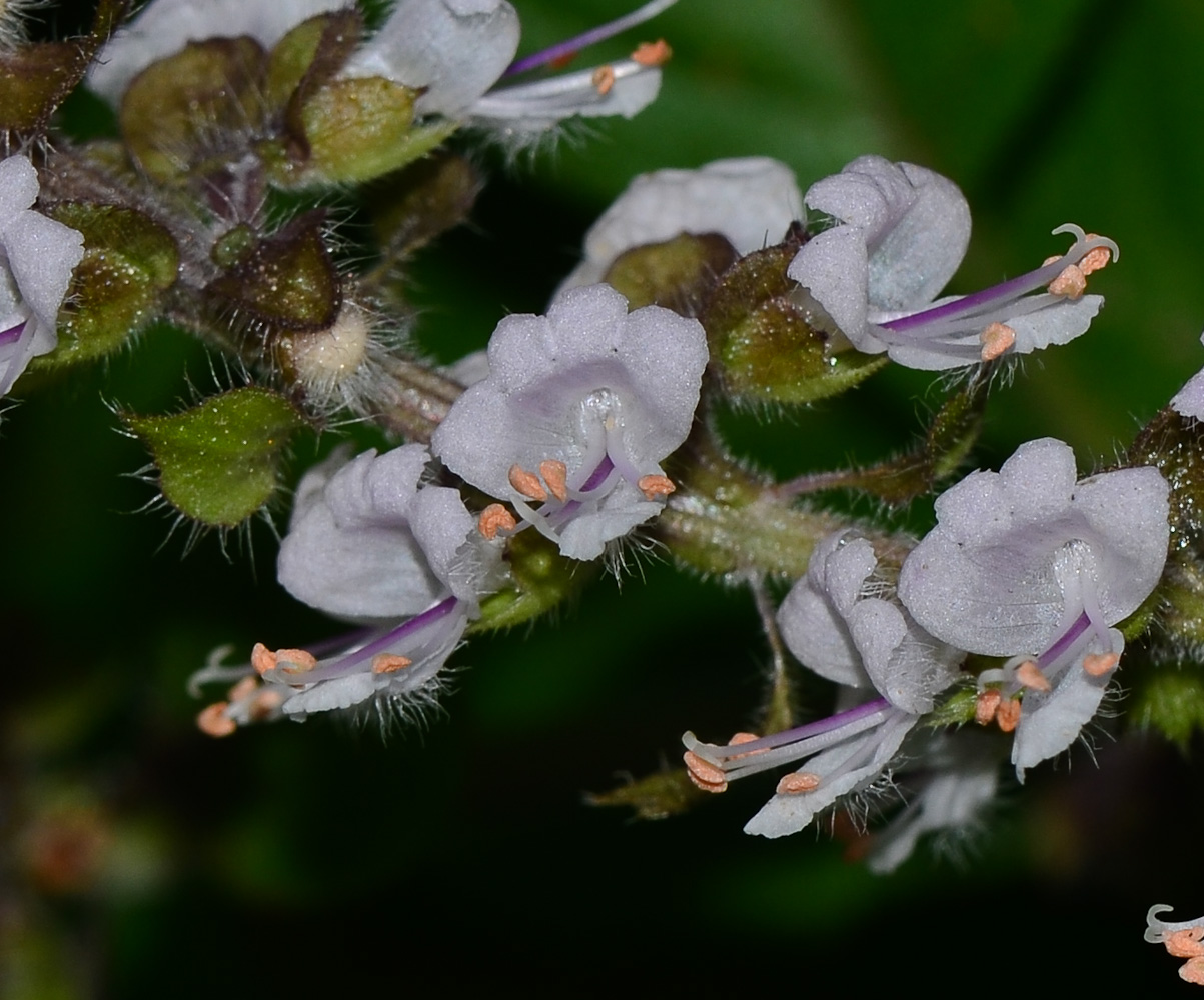 Image of genus Ocimum specimen.