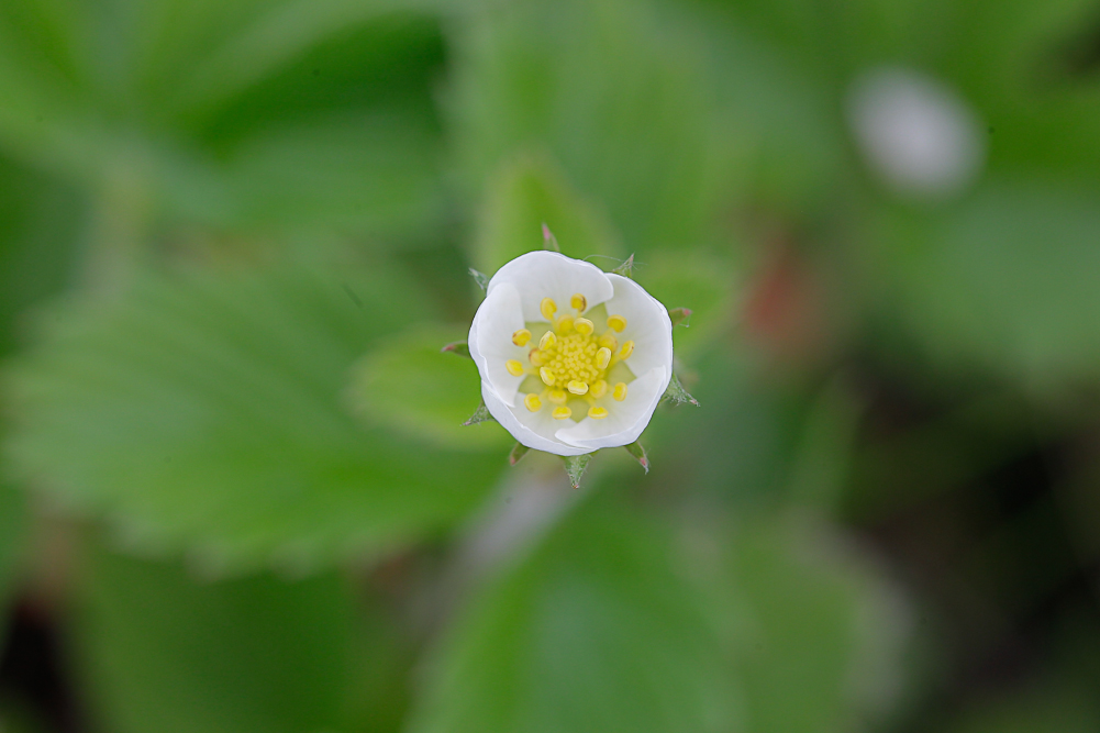 Изображение особи Fragaria campestris.