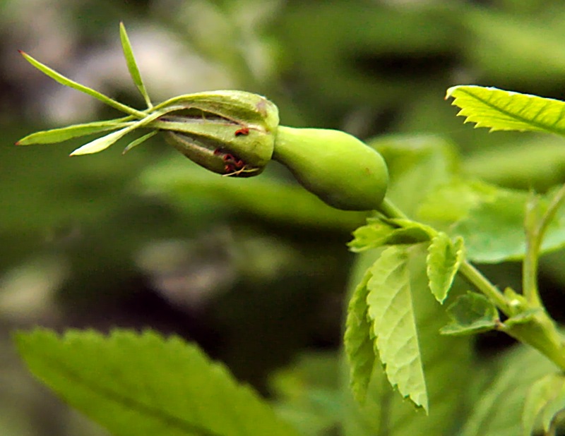 Image of Rosa acicularis specimen.