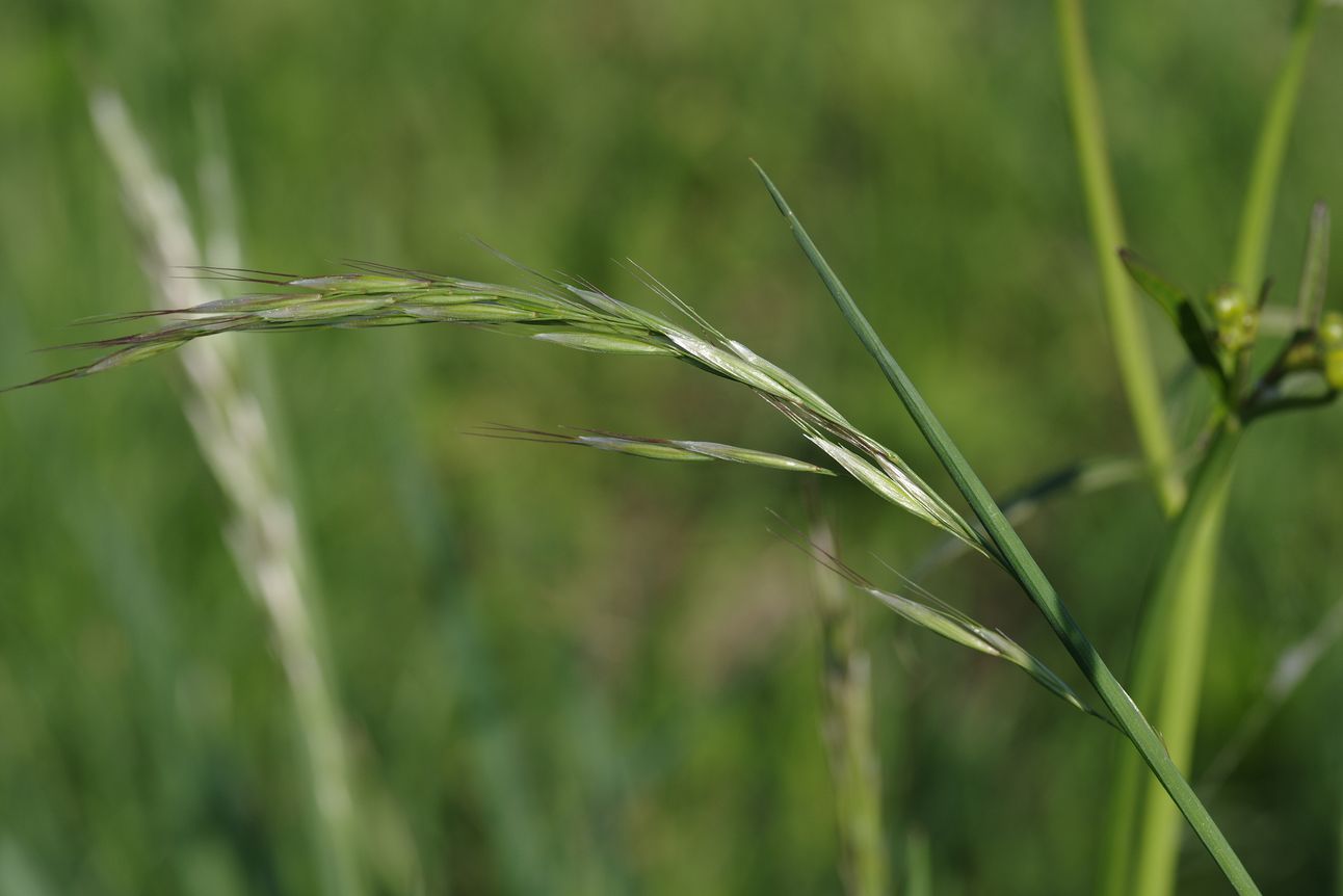 Image of Helictotrichon pubescens specimen.