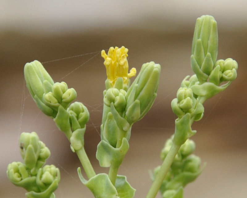 Image of Lactuca sativa specimen.