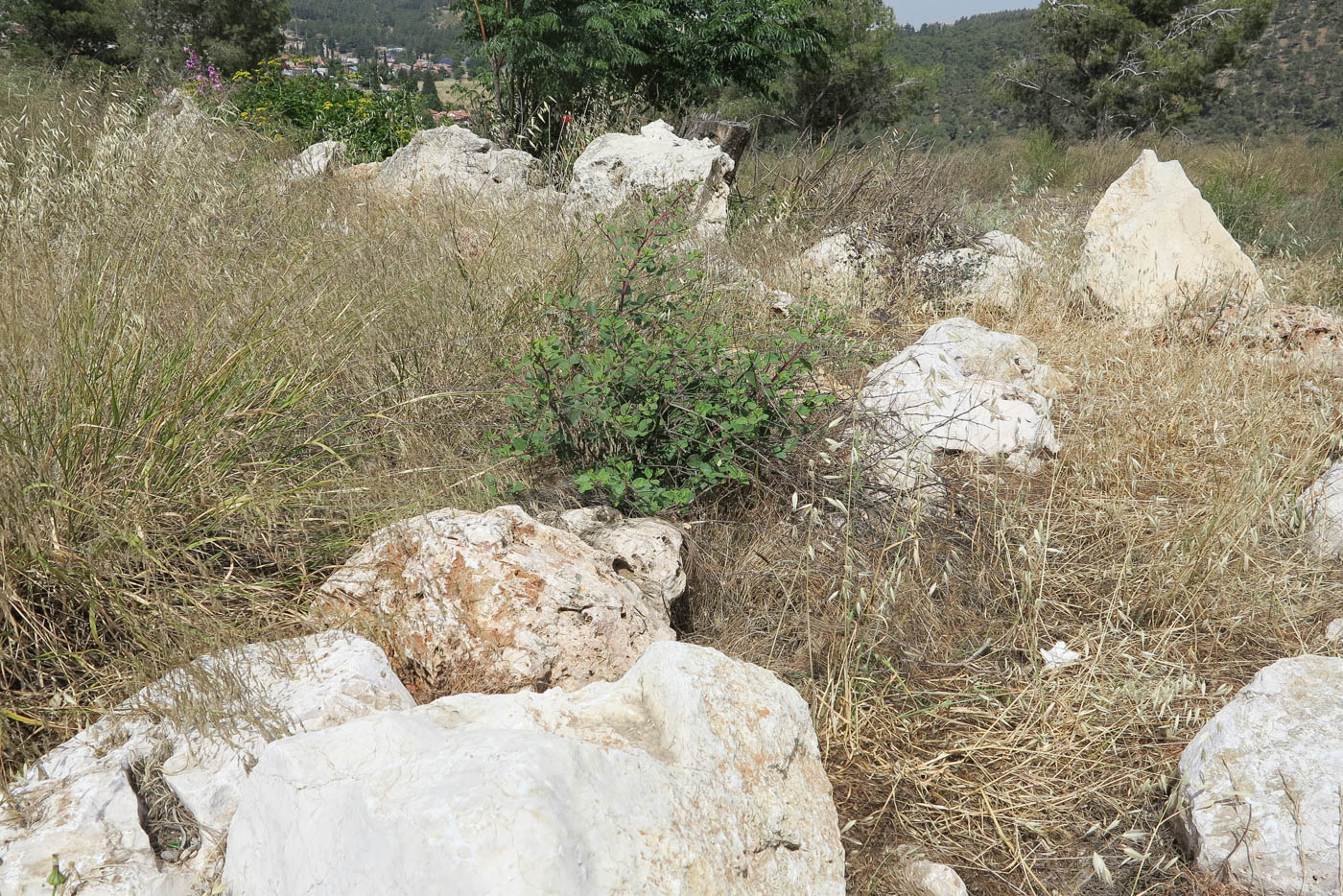 Image of Capparis zoharyi specimen.