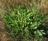 Rumex acetosa. Взрослое растение, закончившее плодоношение. Московская обл., Раменский р-н, окр. ж.-д. платформы Хрипань, залежь. 17.08.2016.