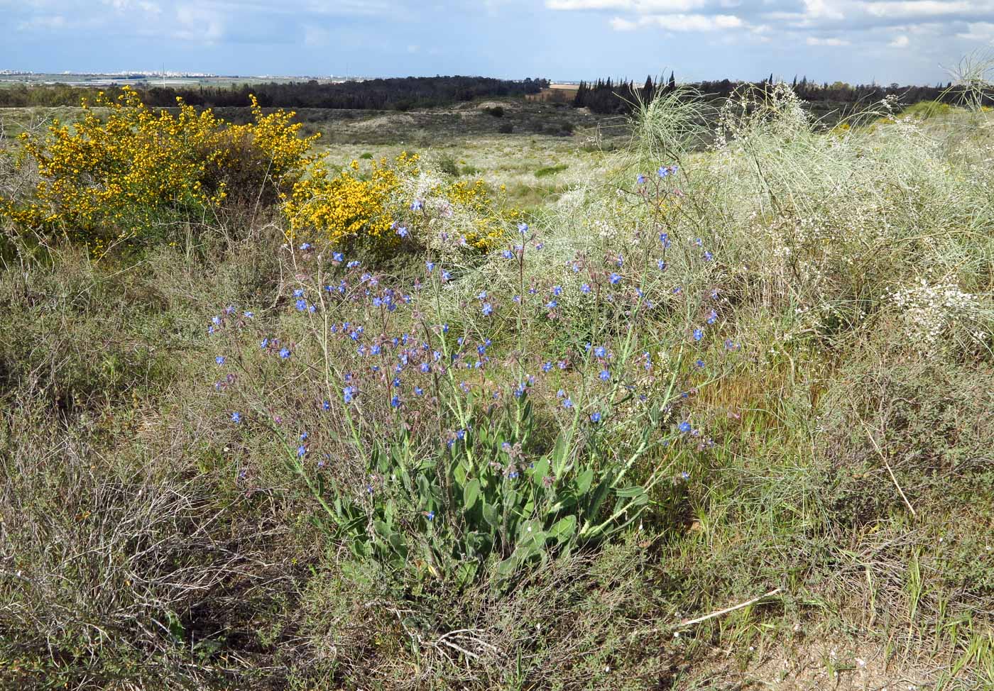 Изображение особи Anchusa strigosa.