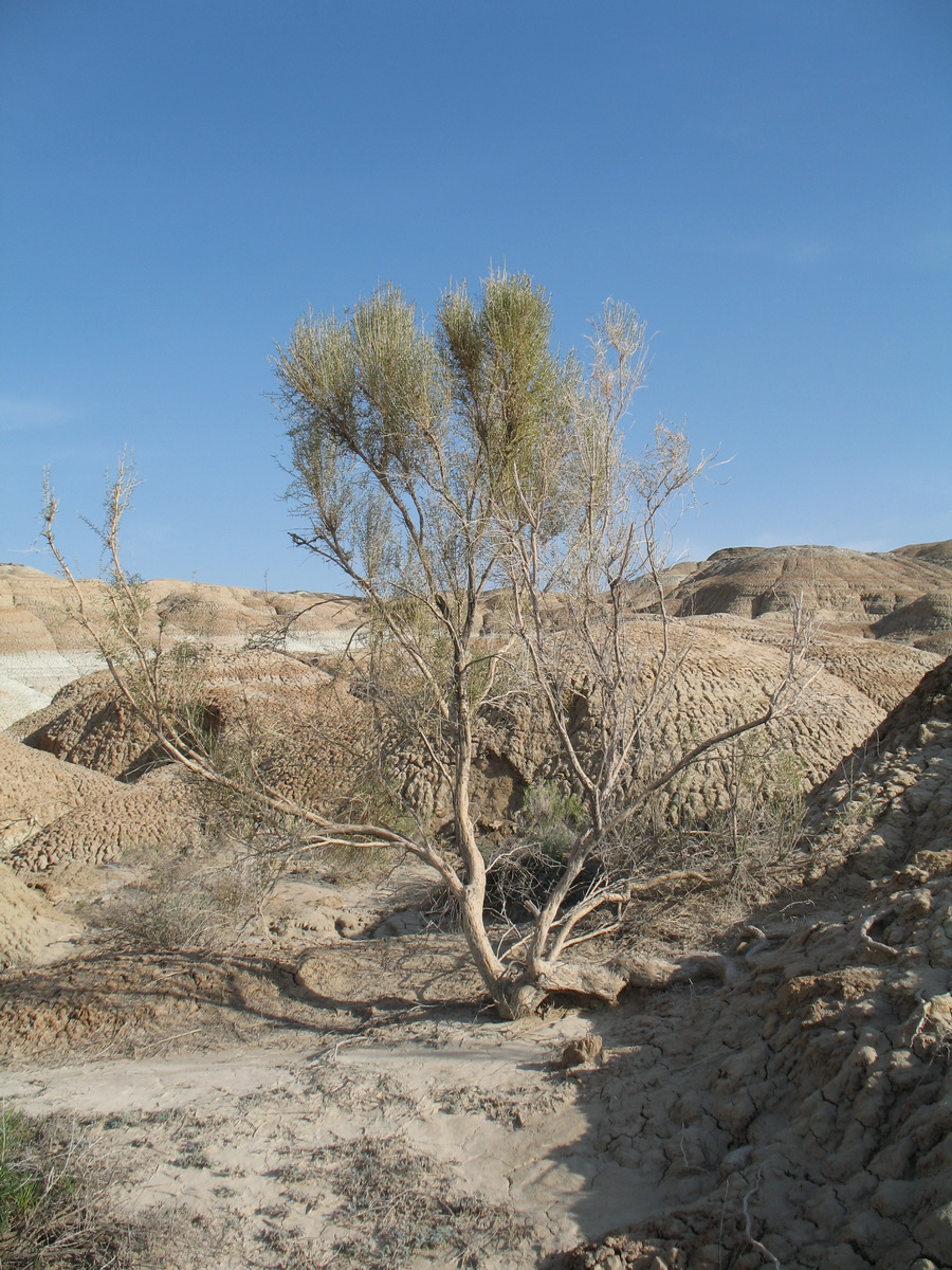 Image of Haloxylon persicum specimen.